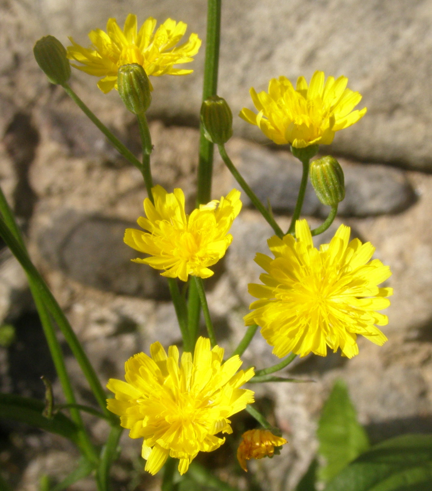 asteracea - Crepis sp.